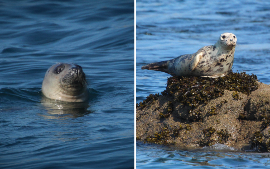 Atlantic Grey Seal, Scilly Isles
