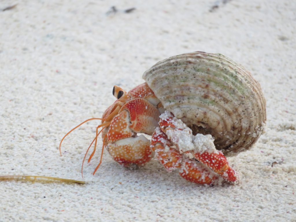 Hermit Crab, Denis Island, The Seychelles