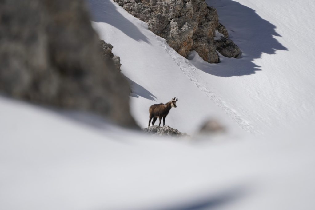 Chamois - Wildlife of the Dolomites