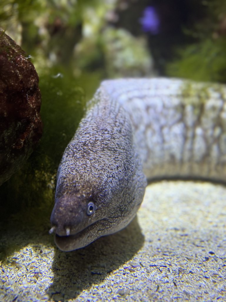 Congor Eel