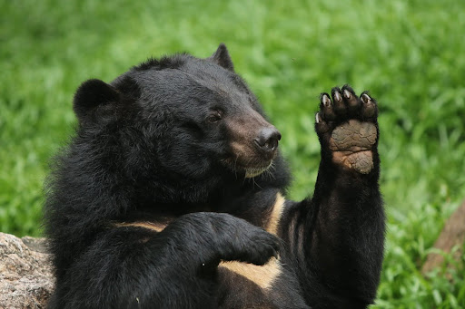 Asian Black Bear