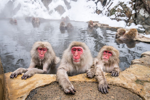 Japanese Macaque