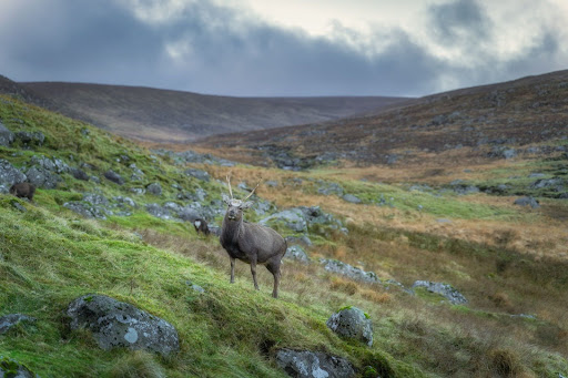 Sika Deer